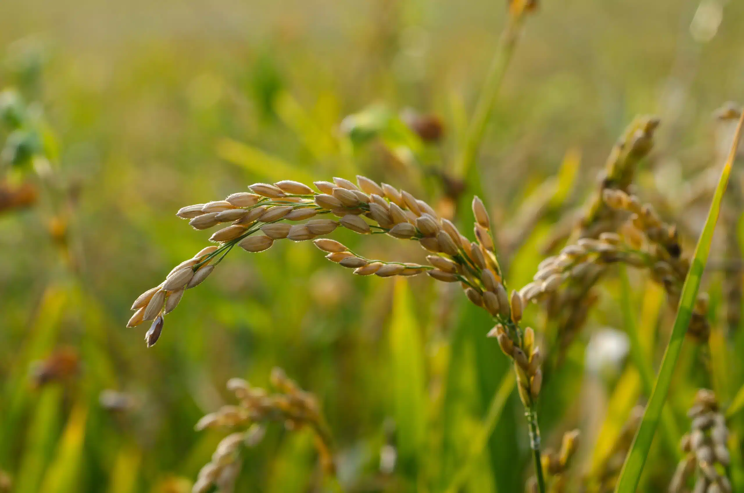 a closeup selective focus shot of a rice field und 2026 01 11 10 11 00 utc