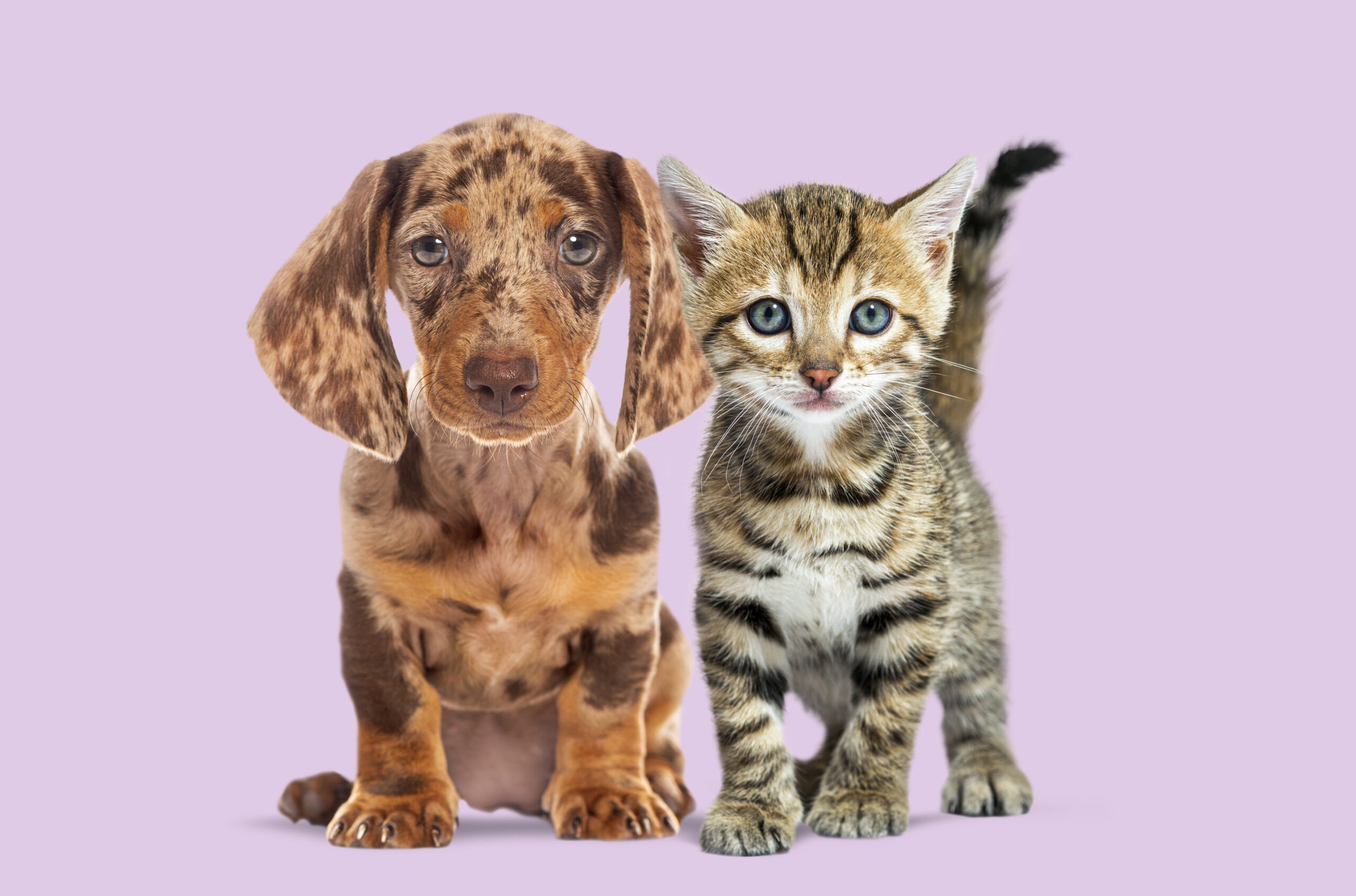 cute puppy and kitten sitting together on a purple 2026 01 08 00 17 28 utc